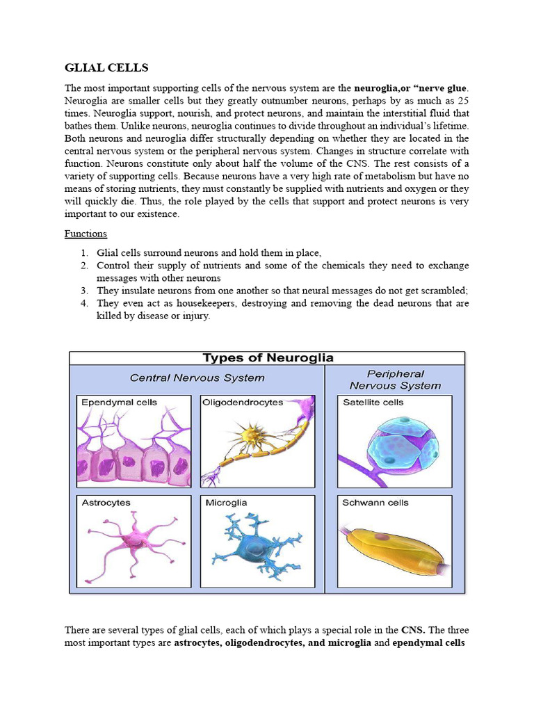 Glial Cells | PDF | Myelin | Central Nervous System