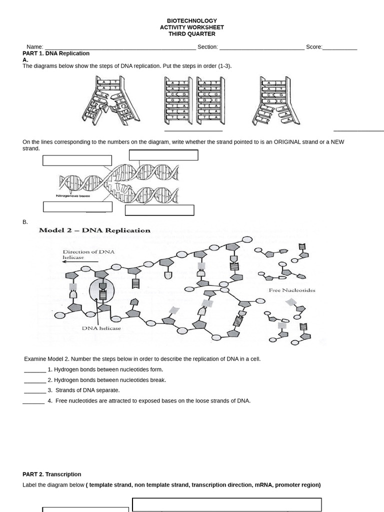 DNA Replication and Transcription Worksheet | PDF
