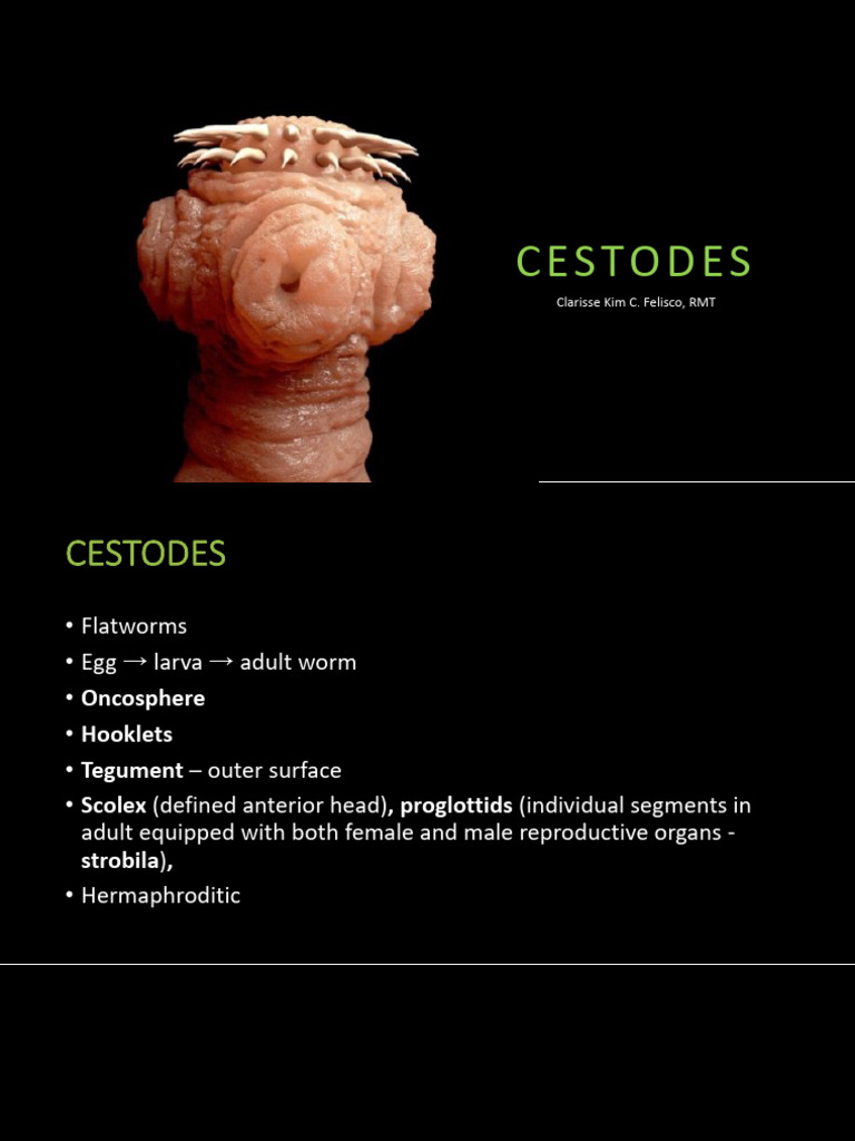 04-cestodes | PDF | Parasitology | Medical Specialties