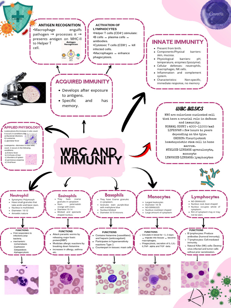 WBC Types and Immune Functions Explained | PDF | White Blood Cell ...