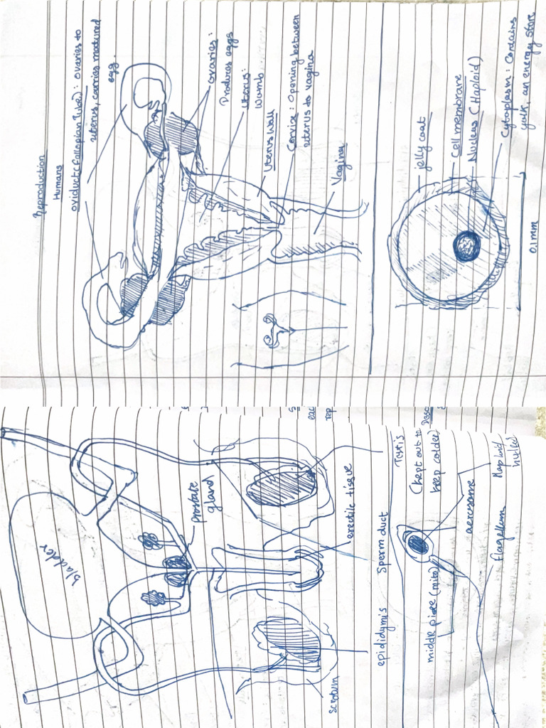 General Class Note On Reproductive System | PDF