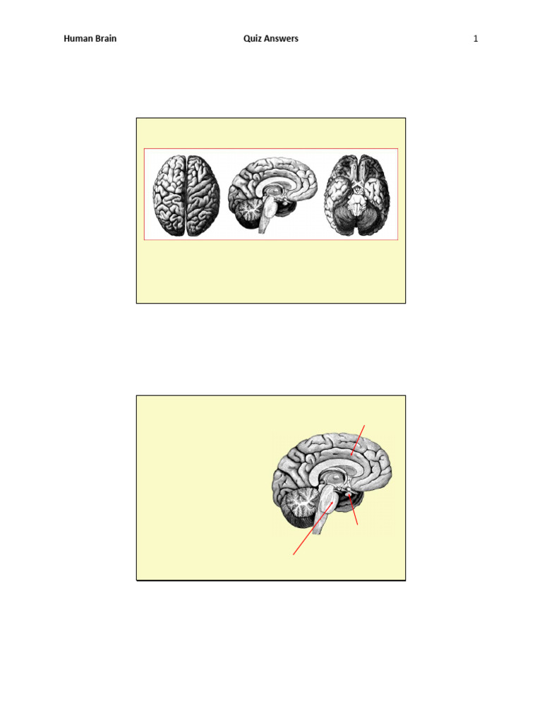 Human Brain Quiz Answers Summary | PDF | Human Brain | Motor Neuron