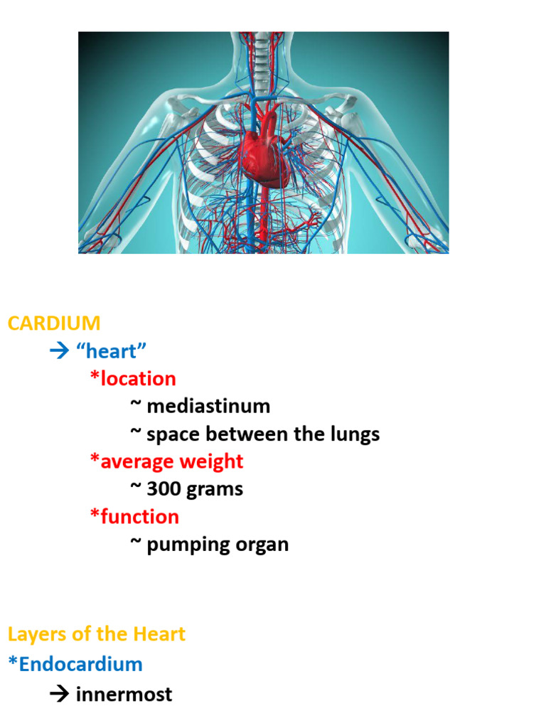 Anatomy and Function of the Heart | PDF | Heart | Myocardial Infarction