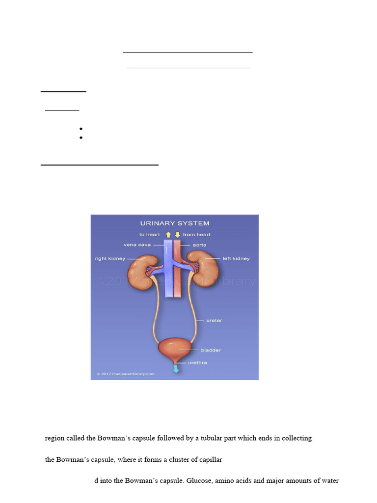 Life Processes -Excretion | PDF | Excretion | Kidney