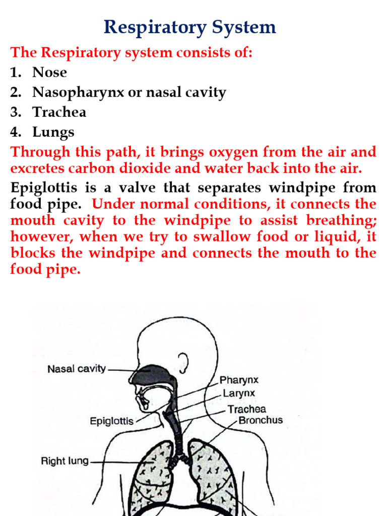 Understanding the Human Respiratory System | PDF | Respiratory System ...