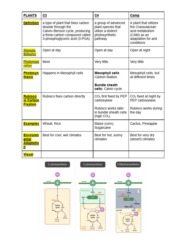 YAHYA KAZMOUZ - Researching About C3 , C4 and CAM Plants . | PDF