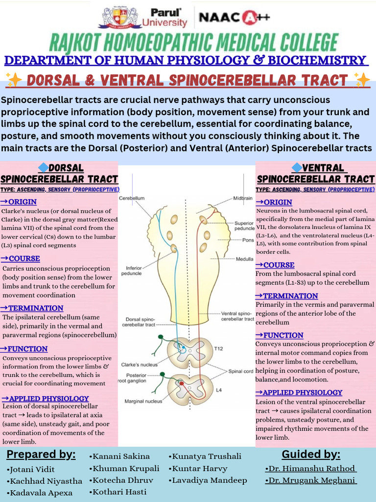 Dorsal and Ventral Spinocerebellar Tract - 20251230 - 161709 - 0000 ...