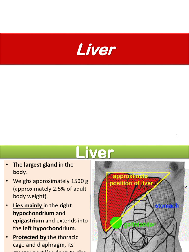 Anatomy and Functions of the Liver | PDF | Liver | Vein