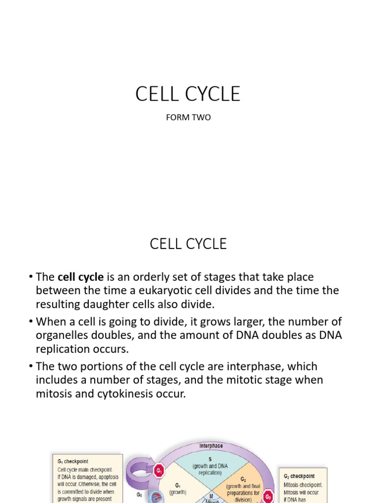 Understanding the Cell Cycle Stages | PDF | Mitosis | Cell Cycle