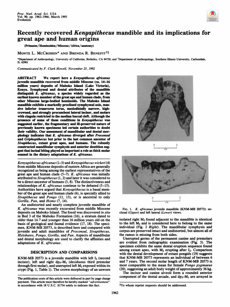Mccrossin Benefit 1993 Recently Recovered Kenyapithecus Mandible and ...