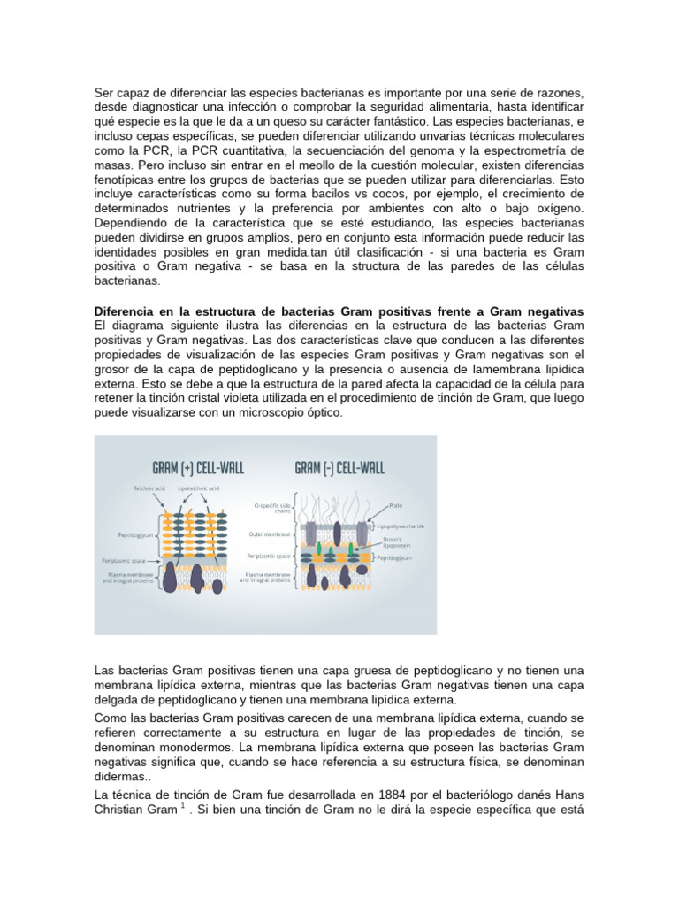 Diferencias entre Bacterias Gram Positivas y Negativas | PDF ...
