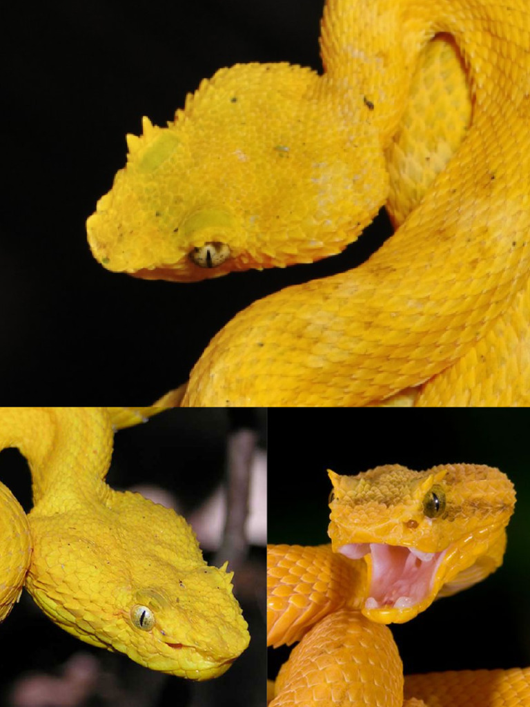Eyelash Viper Print | PDF