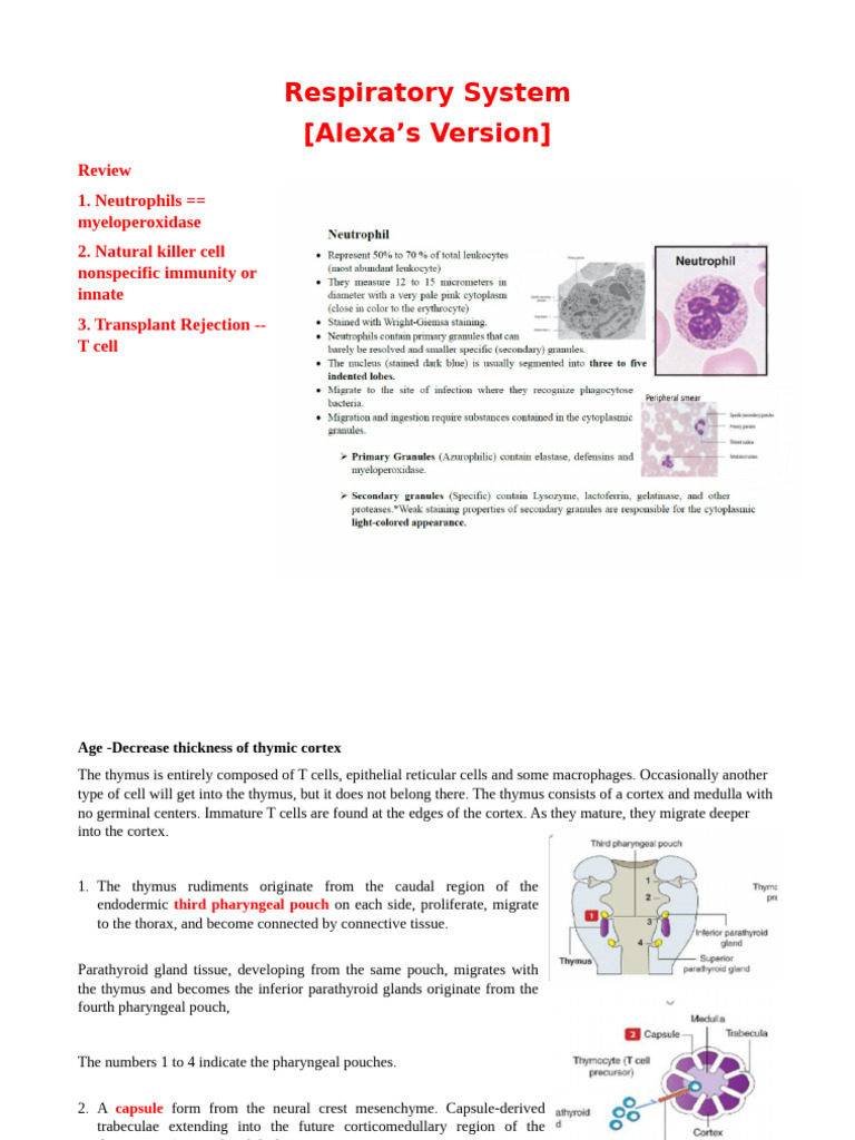 Overview of the Respiratory System | PDF | Respiratory Tract | Thymus