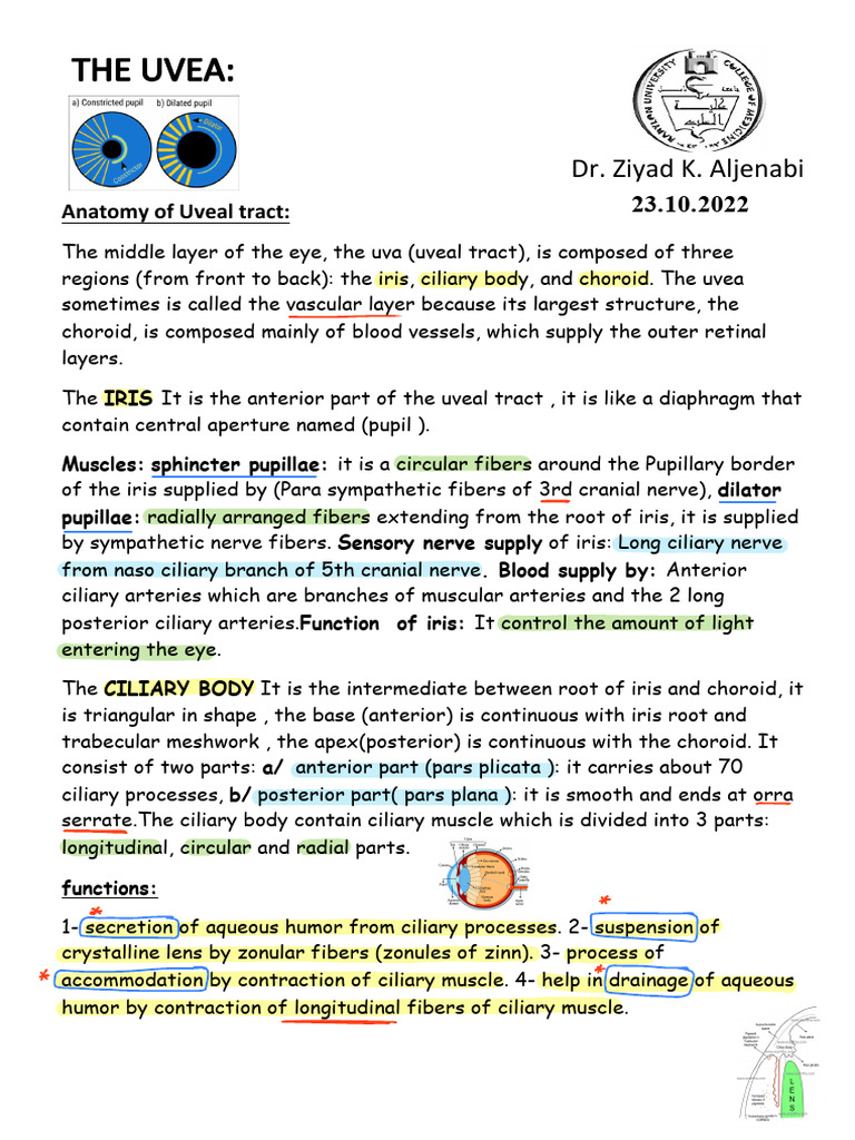 Anatomy and Disorders of the Uvea | PDF | Human Eye | Ophthalmology