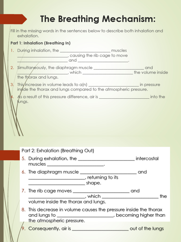 Understanding Inhalation and Exhalation | PDF | Breathing | Exhalation