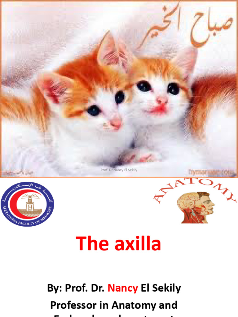 6 the Axilla | PDF | Arm | Human Anatomy