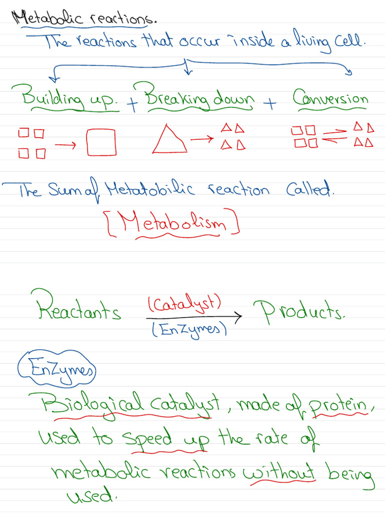 Enzymes Y9 | PDF | Enzyme | Substrate (Chemistry)