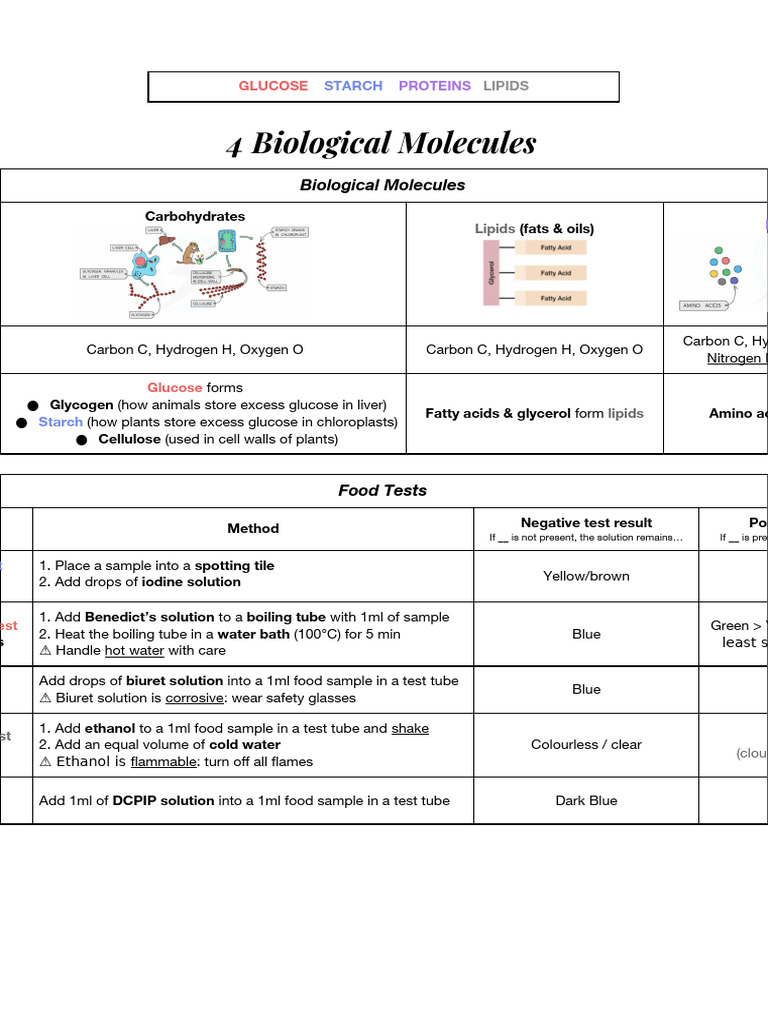 Copy of 4 Biological Molecules | PDF | Biomolecules | Glucose