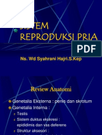 Sistem Reproduksi Pria