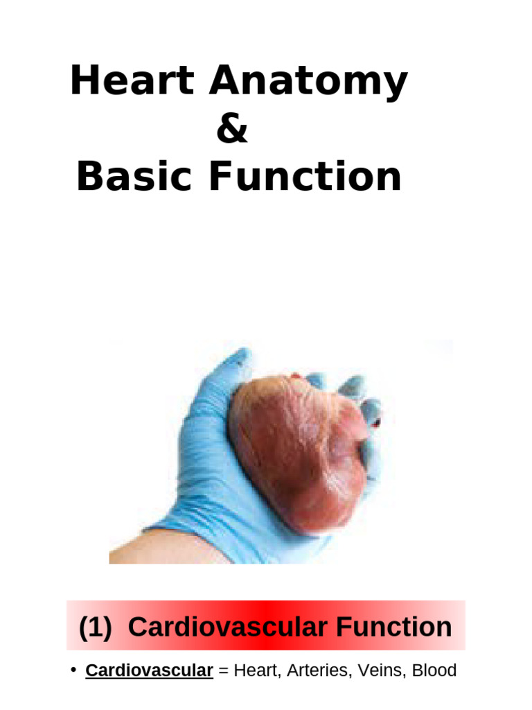 Heart Anatomy and Circulatory Function | PDF | Heart | White Blood Cell