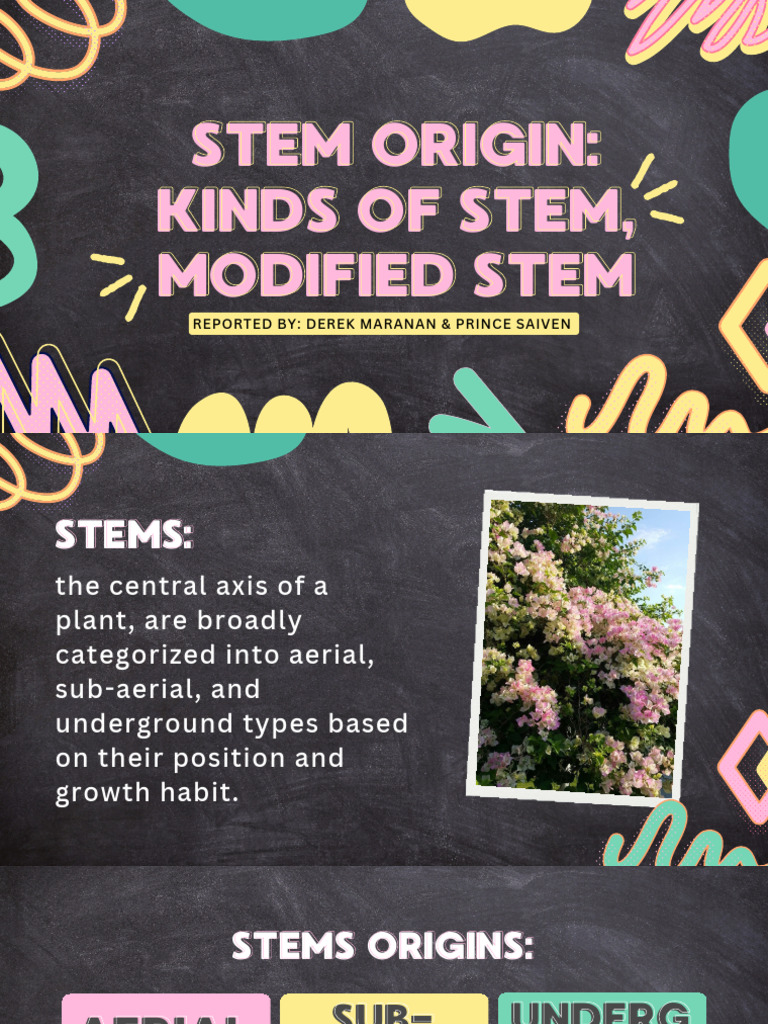 Types and Functions of Plant Stems | PDF | Plant Stem | Plants