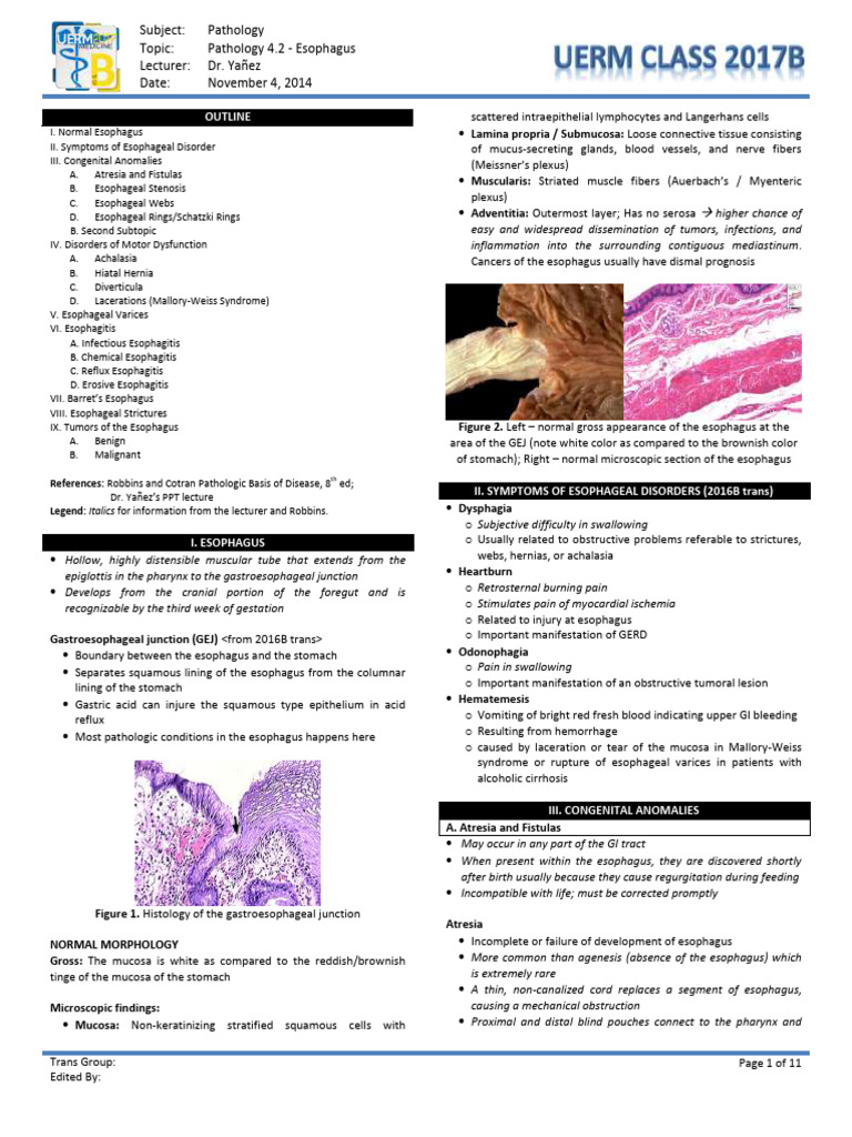 Esophageal Pathology Overview | PDF | Esophagus | Gastroesophageal ...