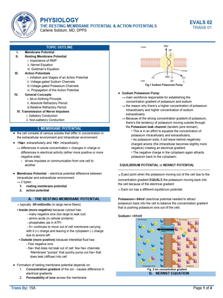 Resting Membrane & Action Potentials Explained | PDF | Action Potential ...