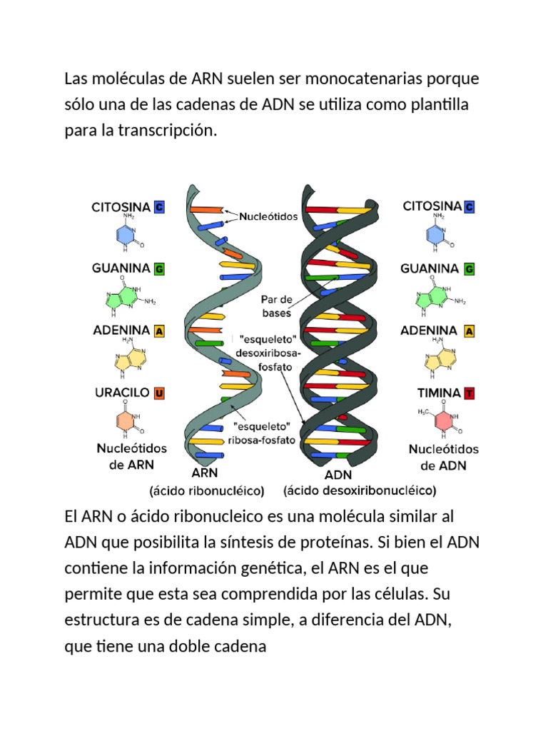 Arn Adn Wps Office | PDF