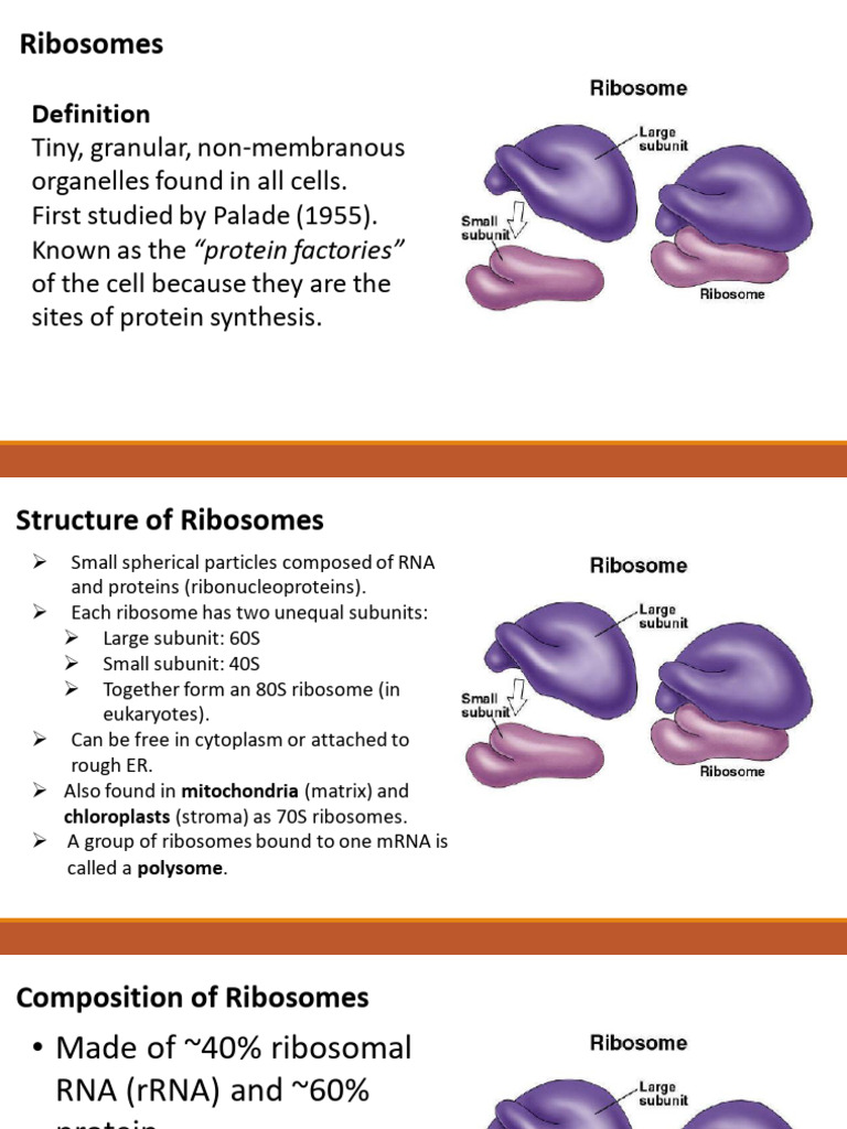 Ribosomes and ER | PDF | Endoplasmic Reticulum | Ribosome