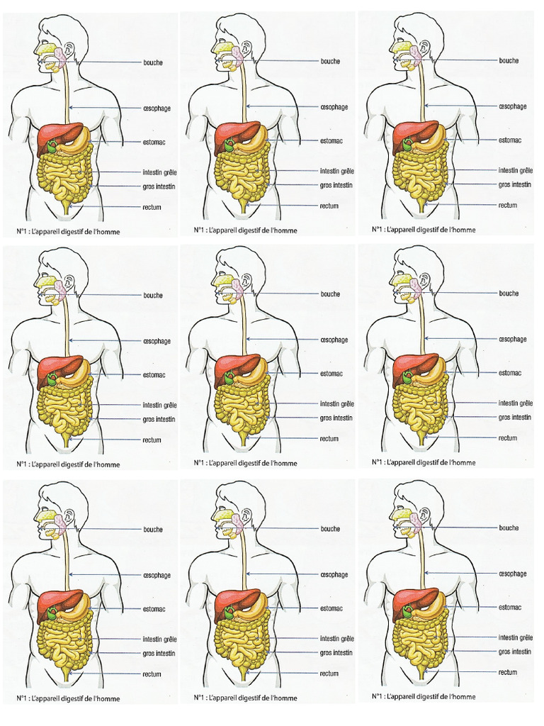 Appareil Digestif Maitre Gan Bi | PDF