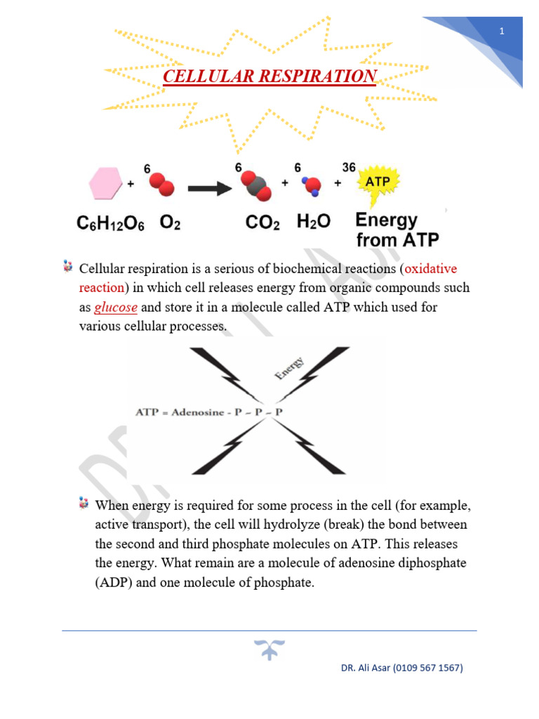 Cellular Respiration Material | PDF | Cellular Respiration | Adenosine ...