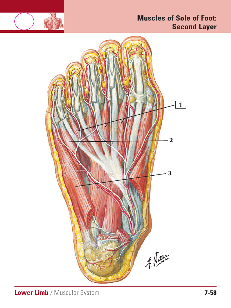 Netter's Anatomy Flash Cards Hansen, John T. - 648 | PDF