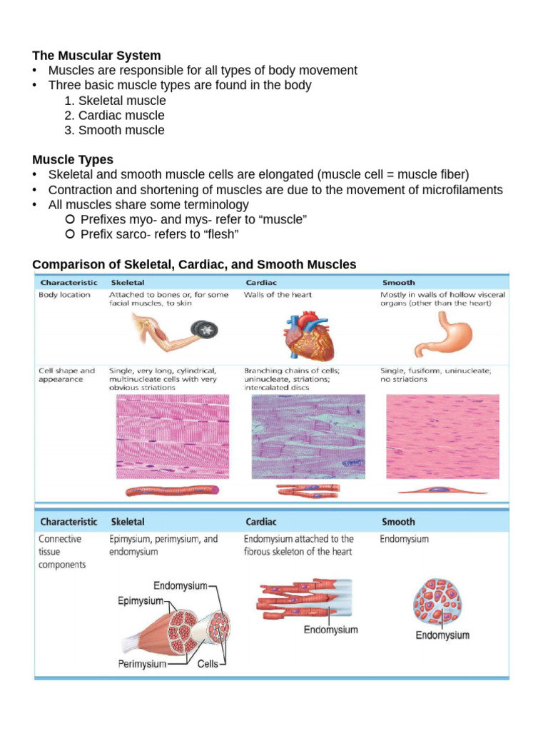 Overview of the Muscular System | PDF | Muscle Contraction | Muscle