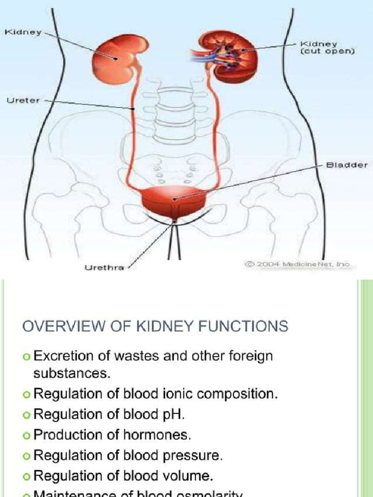 Functions of Kidney | PDF