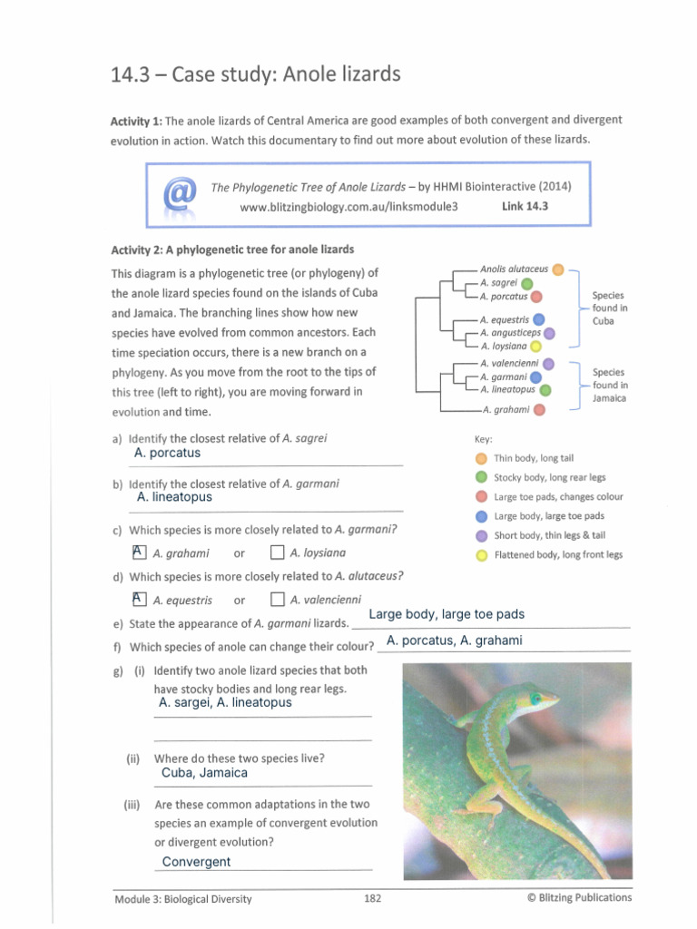 Blitzing BIO 11 14.3 Anole Lizards | PDF