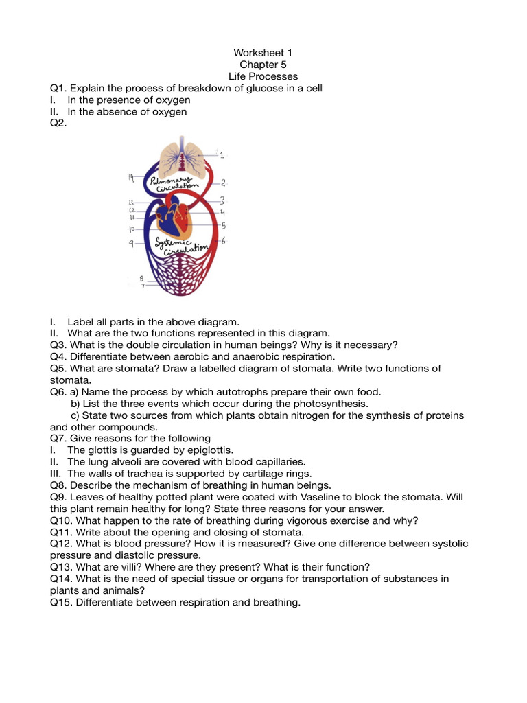 CH 5 Life Processes Worsheet 2 | PDF