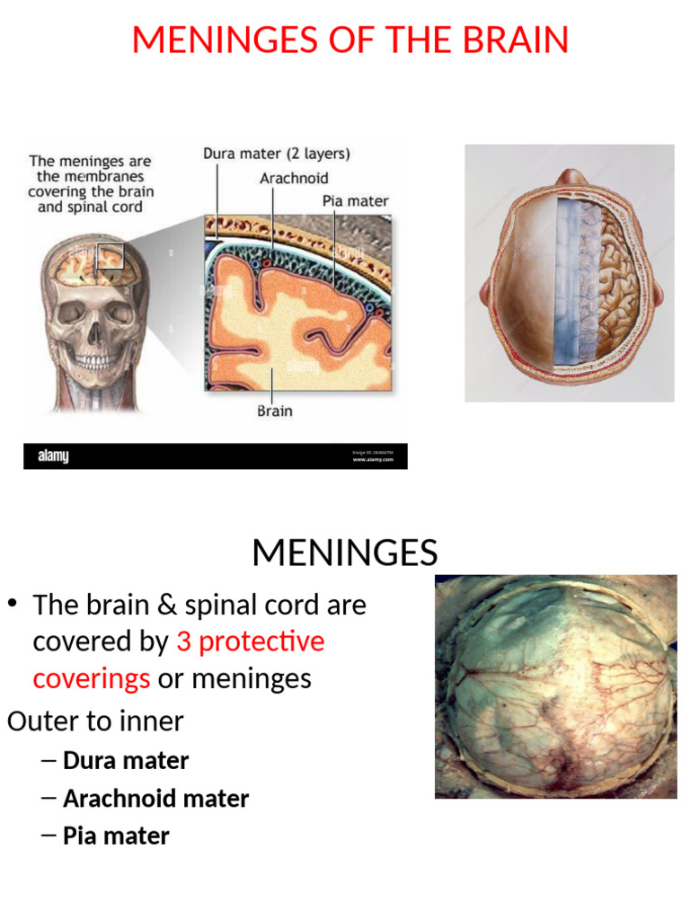 Anatomy of Brain Meninges Explained | PDF | Central Nervous System ...
