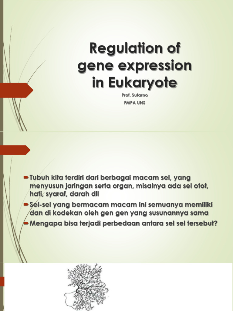 Biomol 4. Regulation of Gene Expression in Eukaryote | PDF
