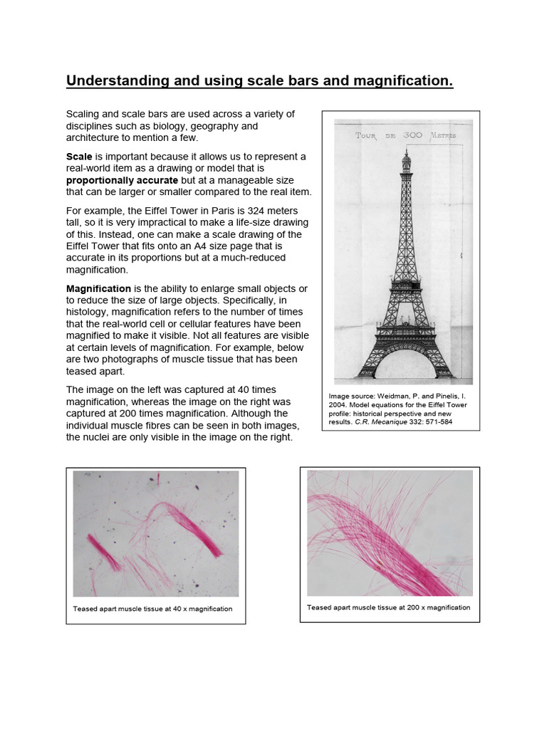 Scale Bars and Magnification Explained | PDF