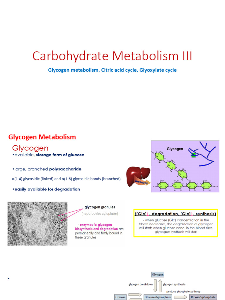 Glycogen and Citric Acid Cycle Overview | PDF | Diet & Nutrition ...