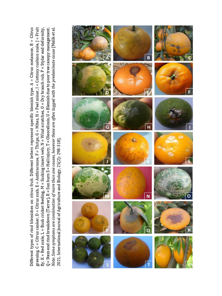 Citrus Fruit Rind Blemish Types | PDF