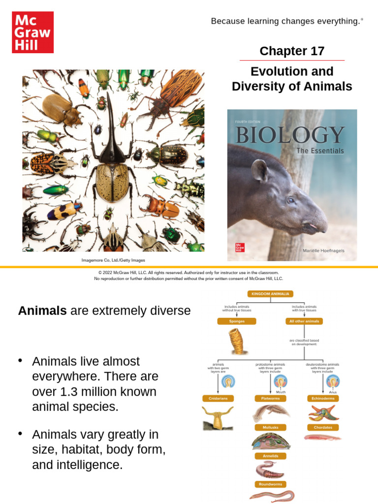 Evolution and Diversity of Animals | PDF | Reptile | Mollusca