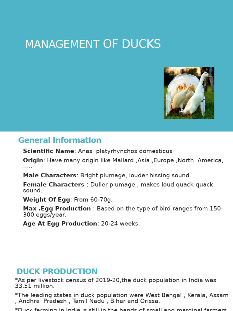 Management of Duck.2 | PDF | Aspergillus | Duck