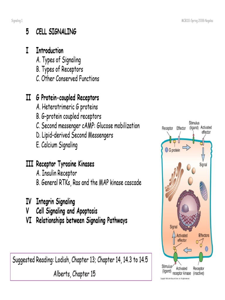SIGNAL TRANSDUCTION | PDF | Signal Transduction | Cell Signaling