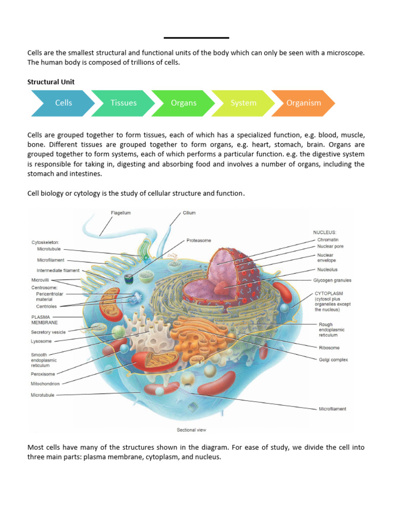 Overview of Cell Biology and Structure | PDF | Endoplasmic Reticulum ...