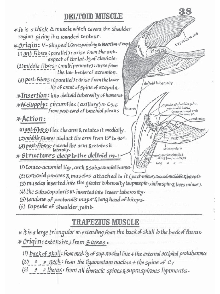 Scapular Region | PDF