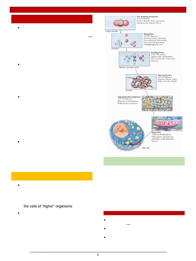 Biomolecules and Cell Structure Overview | PDF | Cell Membrane | Cell ...