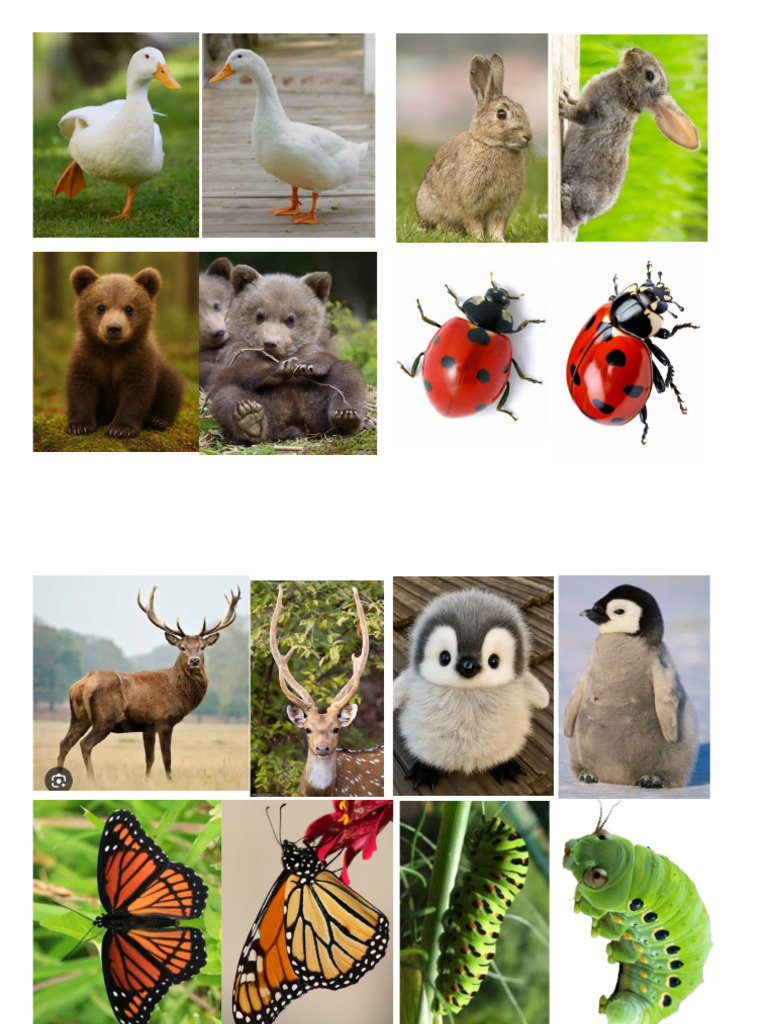 Fauna | PDF