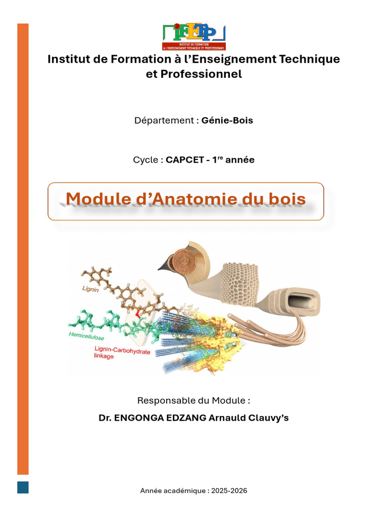 Anatomie du Bois : Structure et Fonctions | PDF | Tige (Plante) | Racine