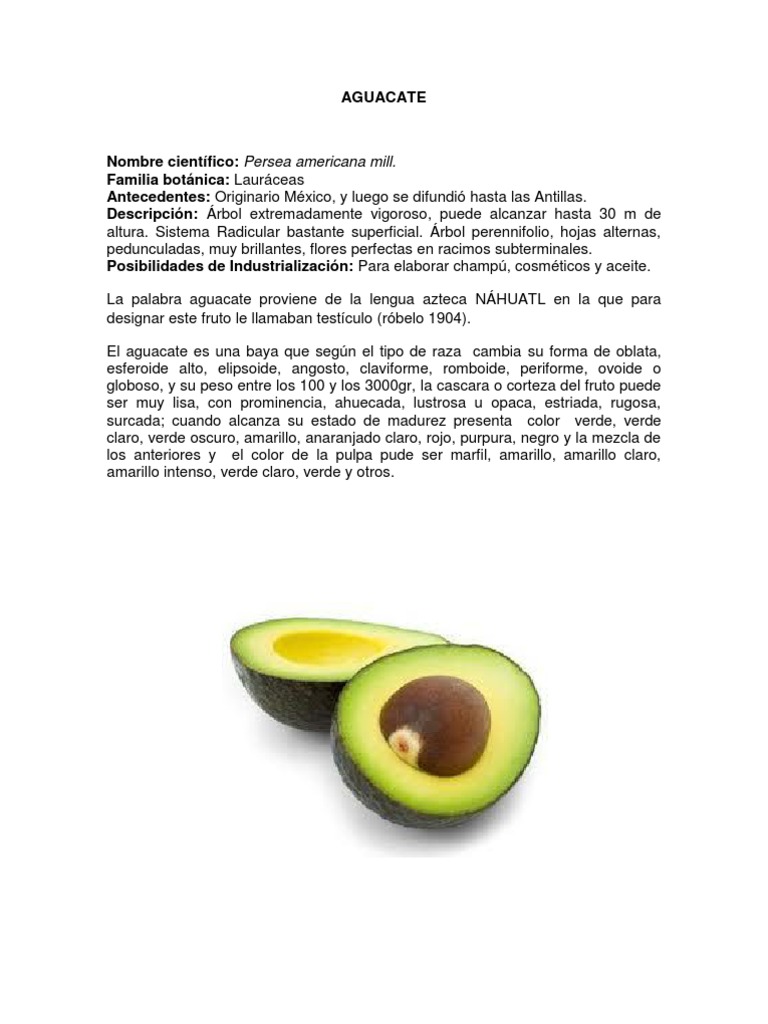 Aguacate Pdf Aguacate Precipitación